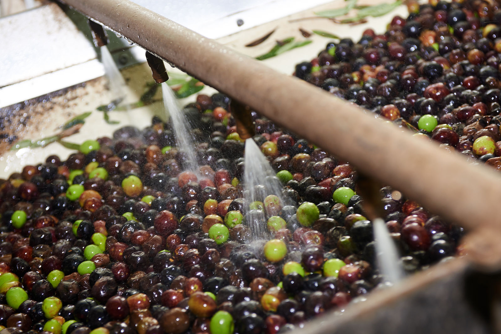 Olives